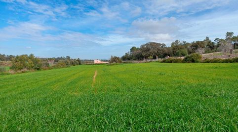 Parcela rustica a la venta en Muro, Mallorca, imagen 4
