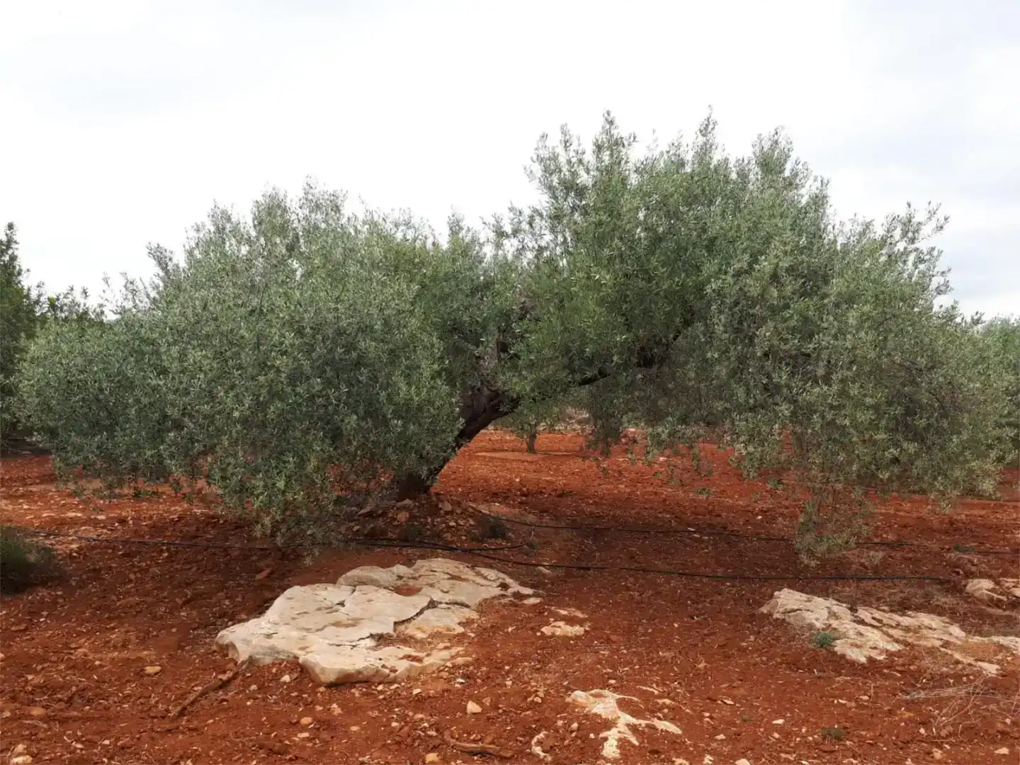 Casa o xalet en venda en Càlig amb Balcó
