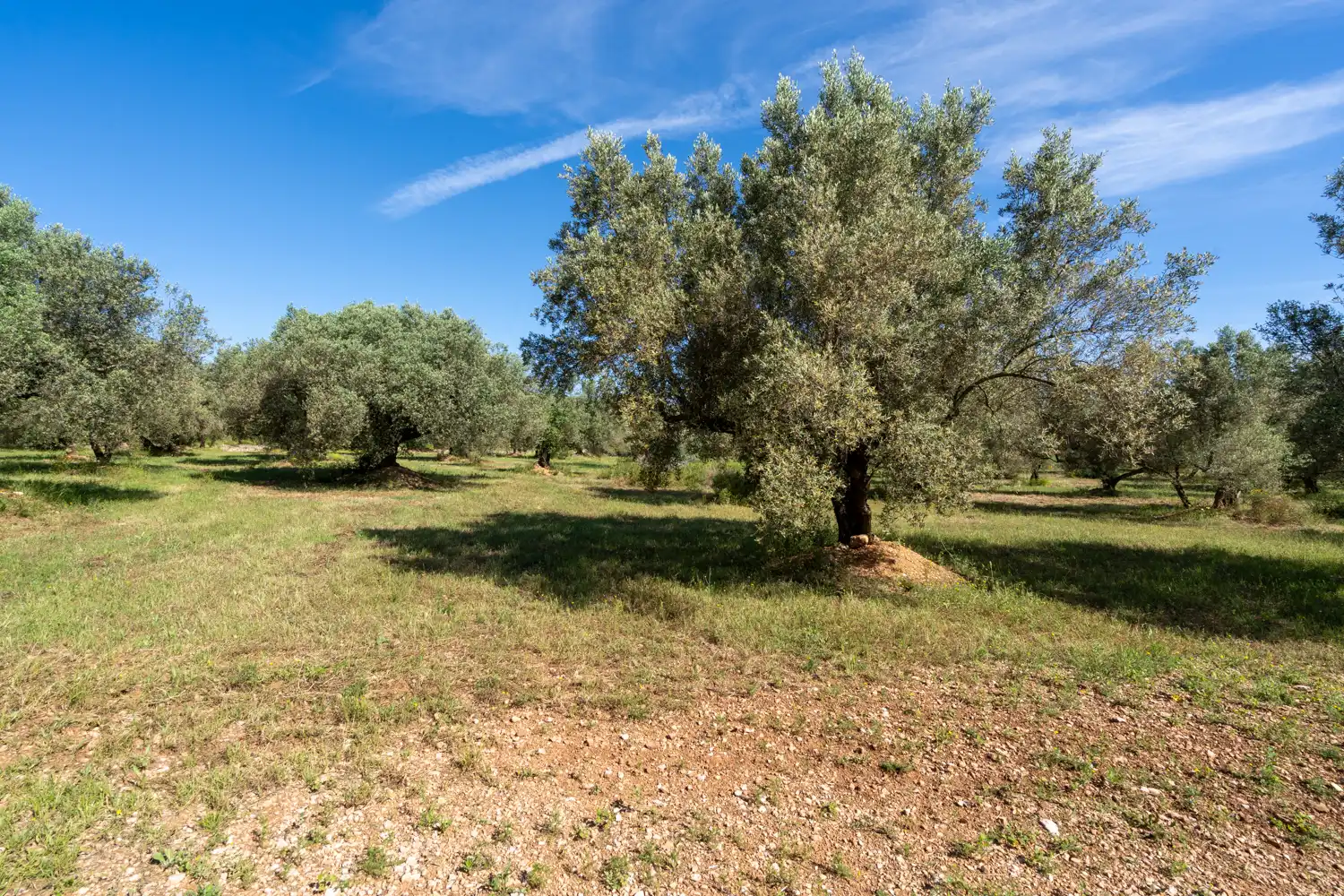 Terreno rustico in vendita a Camí de Terrapico 21, imagen 13