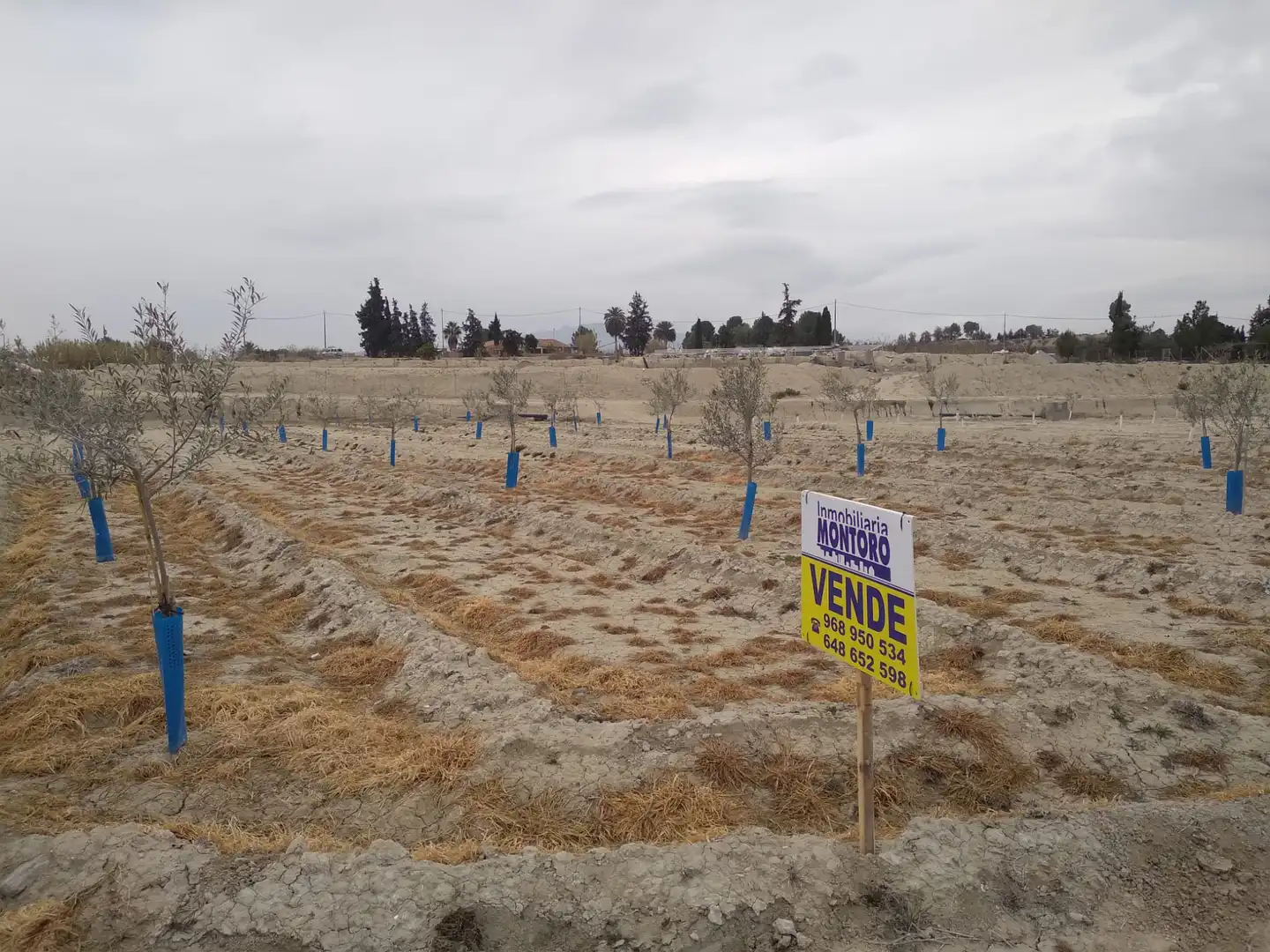 Terreny rústic en venda a Camino de la Almazara 226, imagen 5