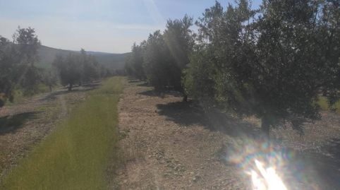 6 FANEGAS OLIVAR DE 1 PIE, immagine 5