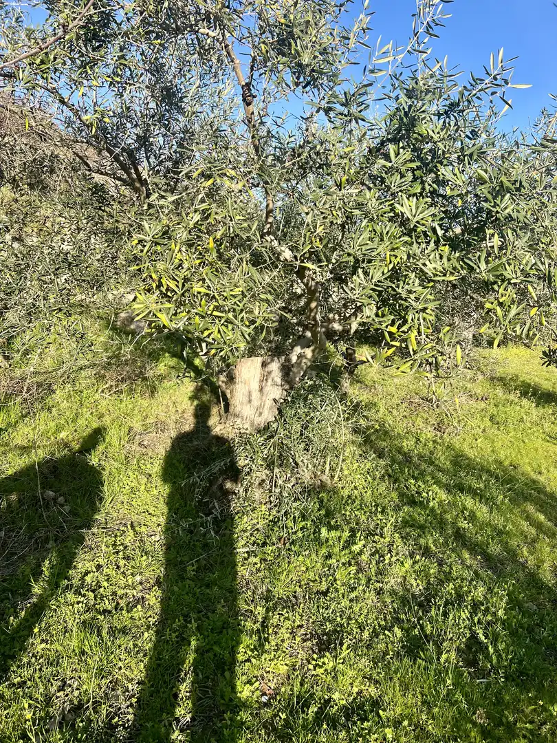 Terreni e lotti in vendita a El Torno, imagen 7