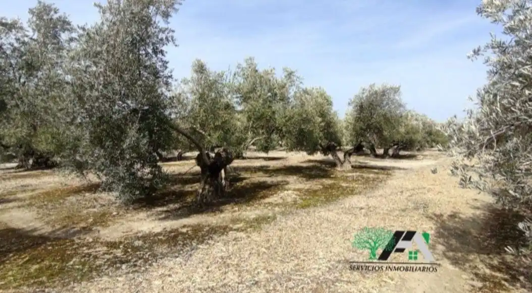 Terrenos y solares en venta en Úbeda, imagen 3