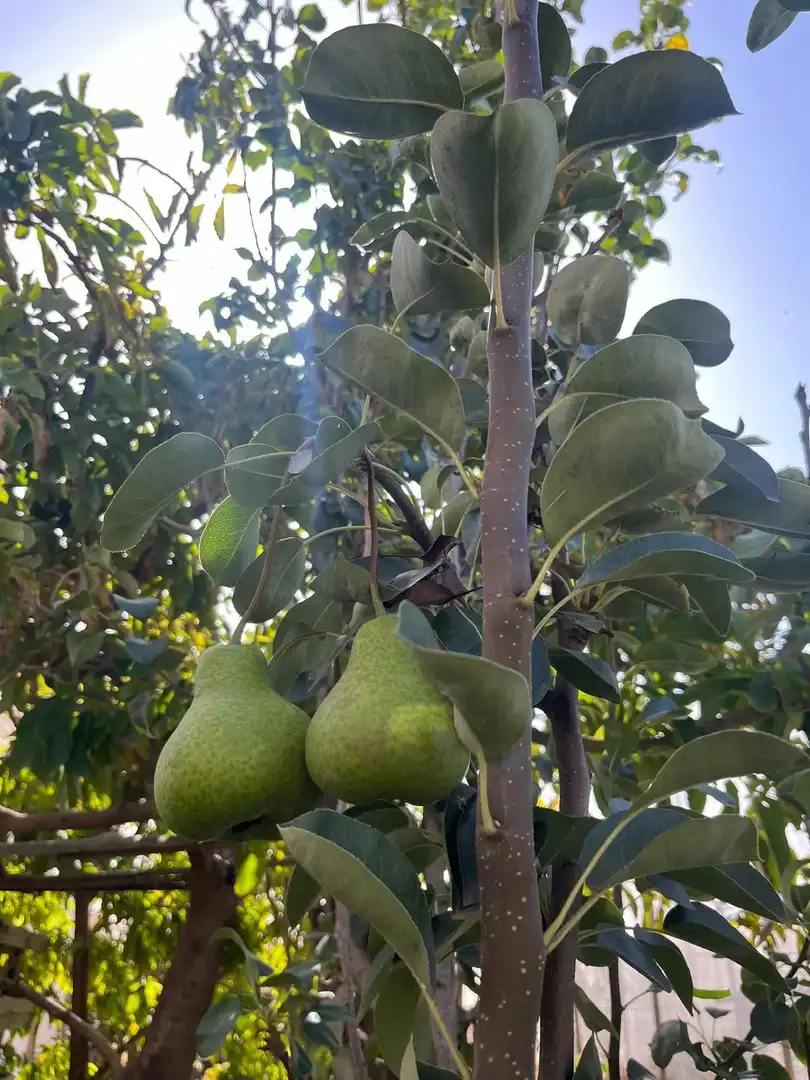 Jardín de Residencial en venta en El Pinar de El Hierro