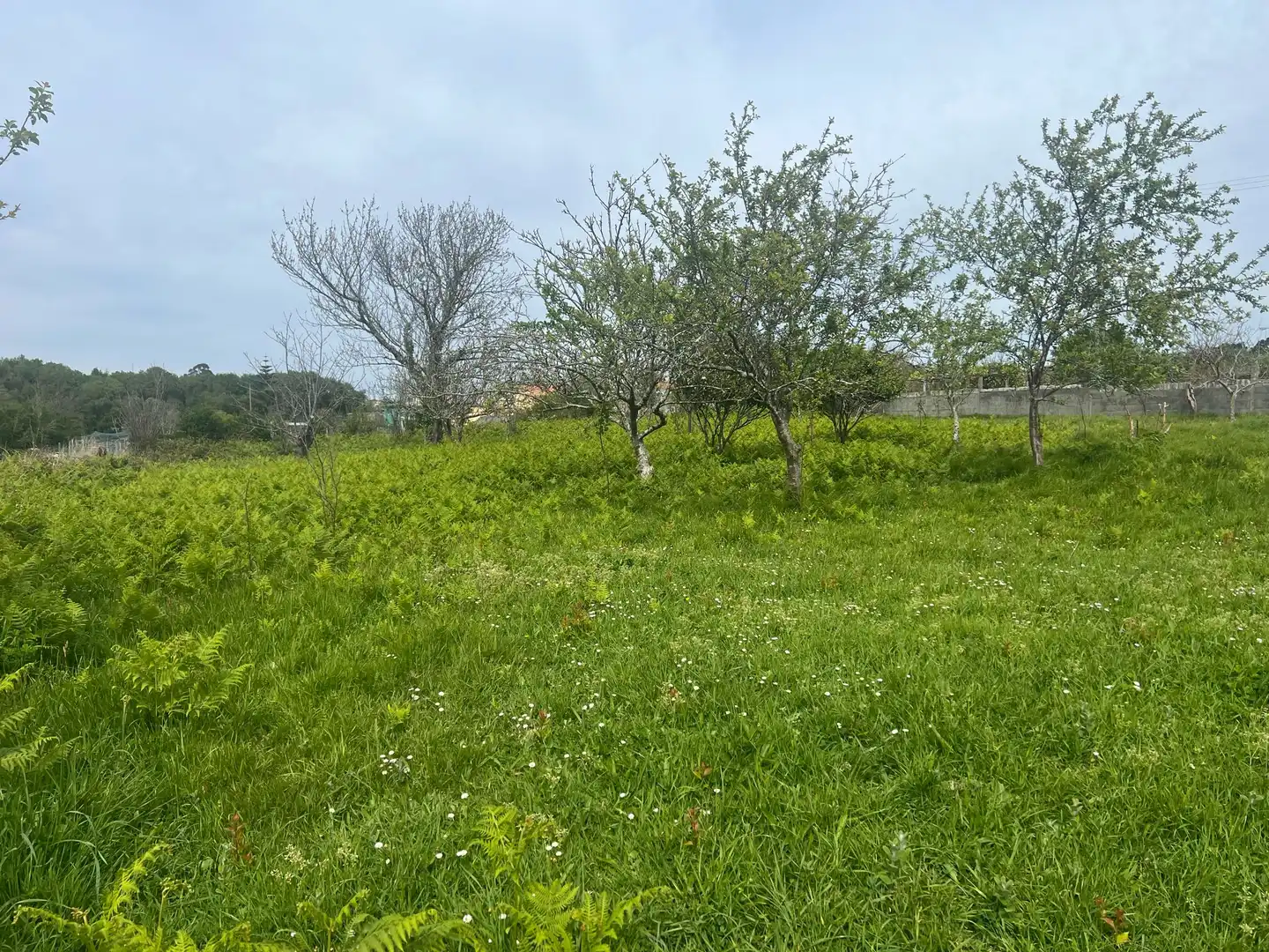 Terrenys i solars en venda a A Malata - Catabois - Ciudad Jardín, imagen 4