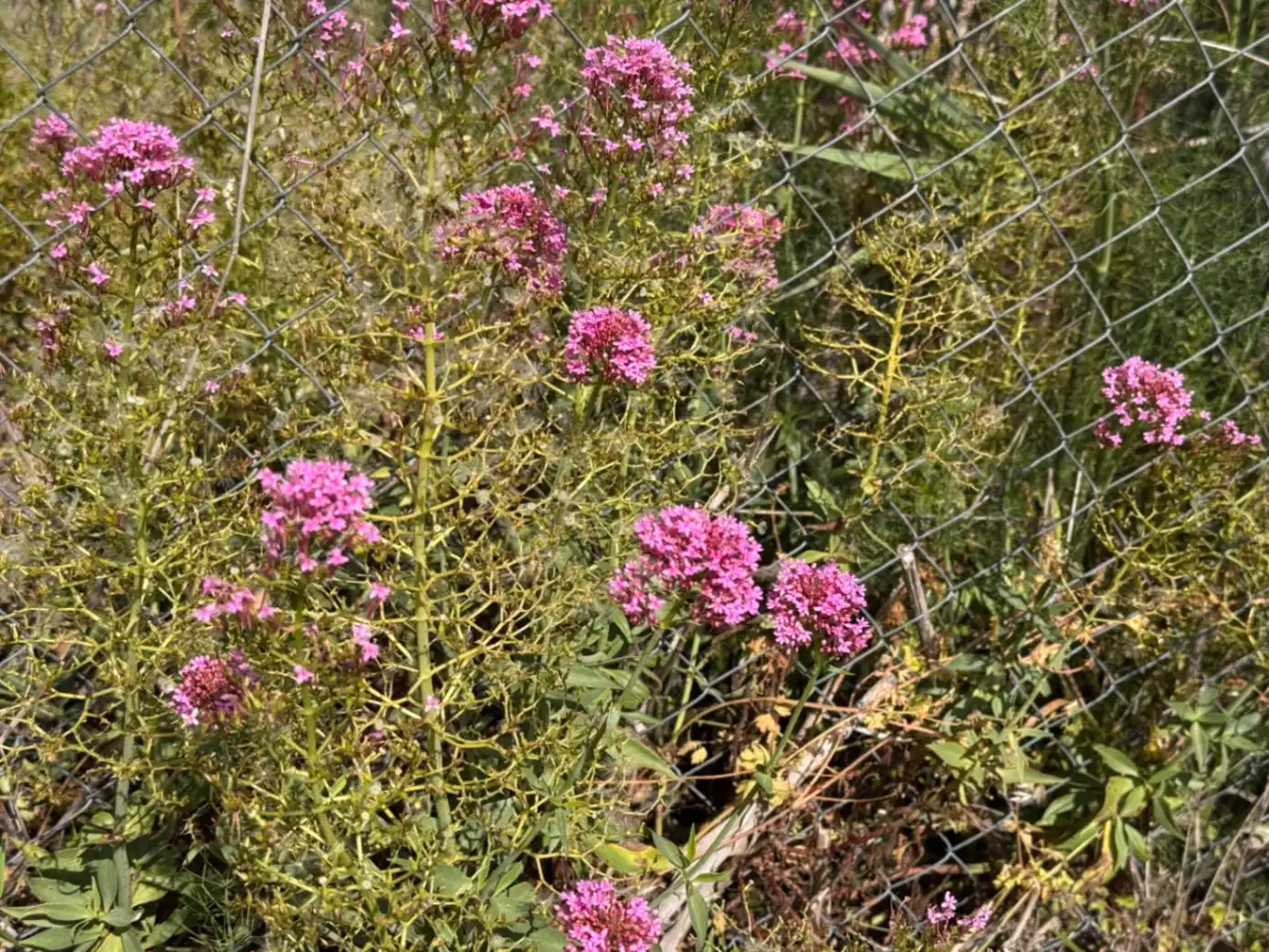Jardí de Residencial en venda en Benissa