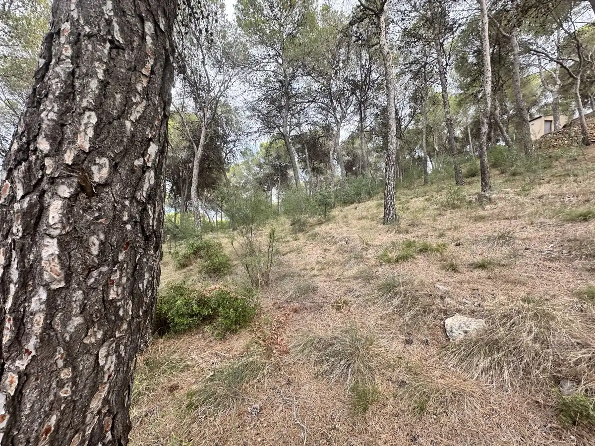 Wohnbaugrundstück zum Verkauf in Torres Torres, imagen 38