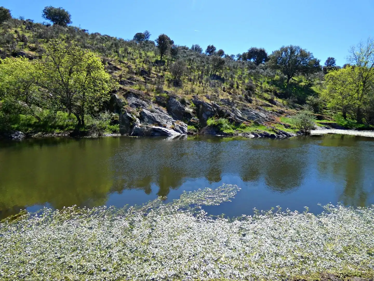 Jardí de Terreny en venda en Gallegos de Argañán