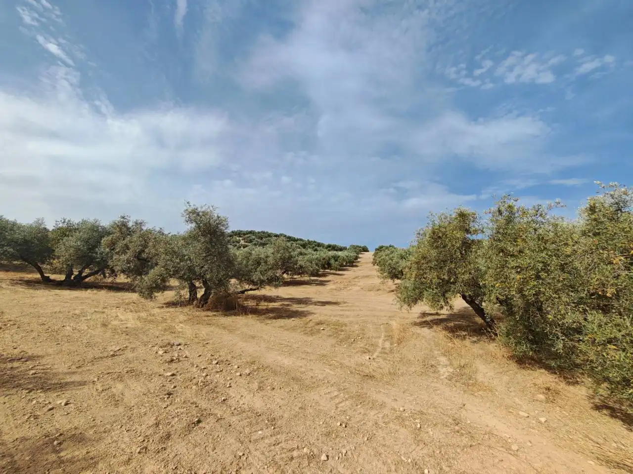 Land for sale in Salar