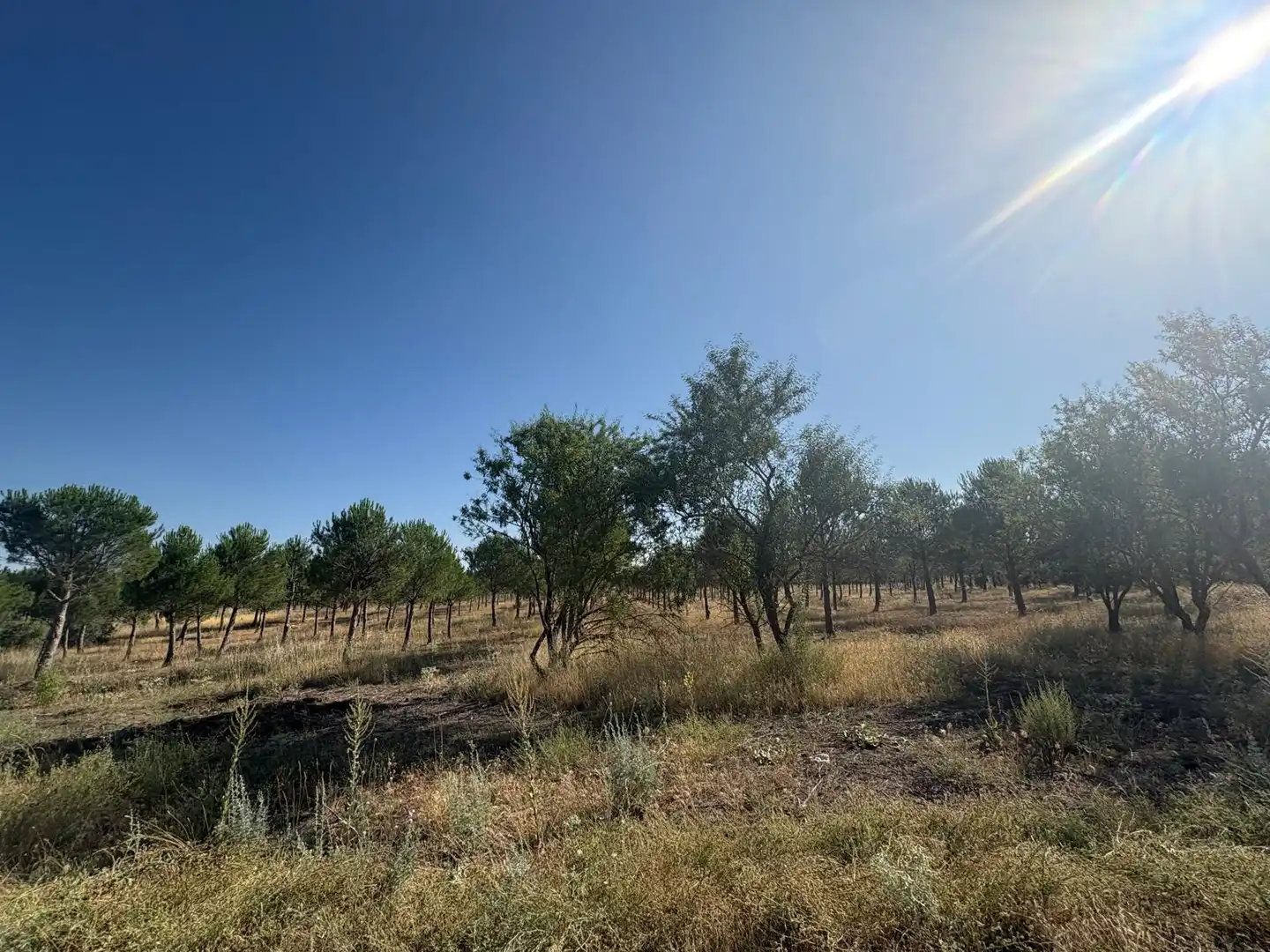 Terreno en venta en Cogeces del Monte