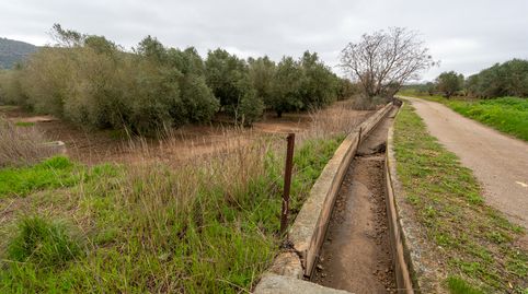 Finca rústica de olivos. Variedad arbequina., immagine 3