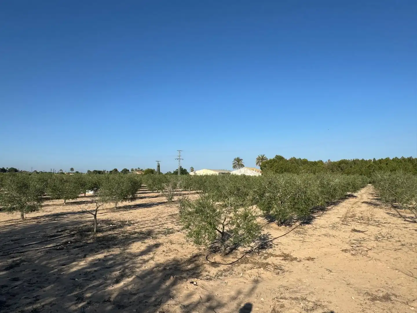 Villa à vendre à Partida Polígono 62 Parcela 80 DAIMES. ELCHE/ELX (ALICANT 62, imagen 34