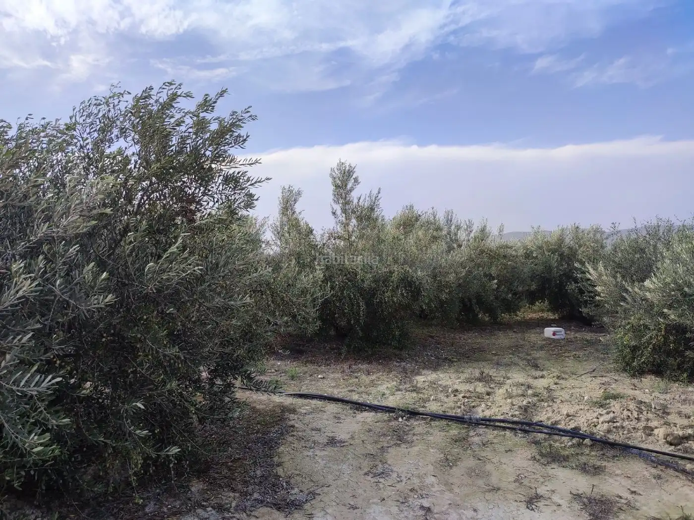Terrain rustique à vendre à Plaça Numero 20 256, imagen 8