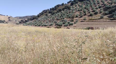 Foto 2 de Finca rústica en venda a Partidas Sur, Málaga