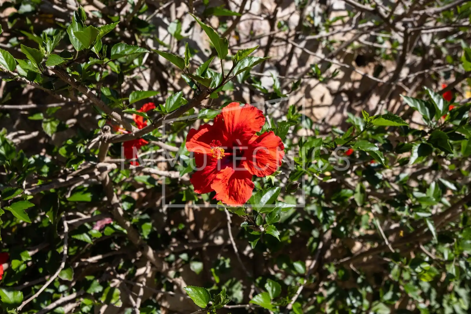 Jardí de Casa o xalet en venda en Arenys de Munt amb Aire condicionat, Calefacció i Jardí privat