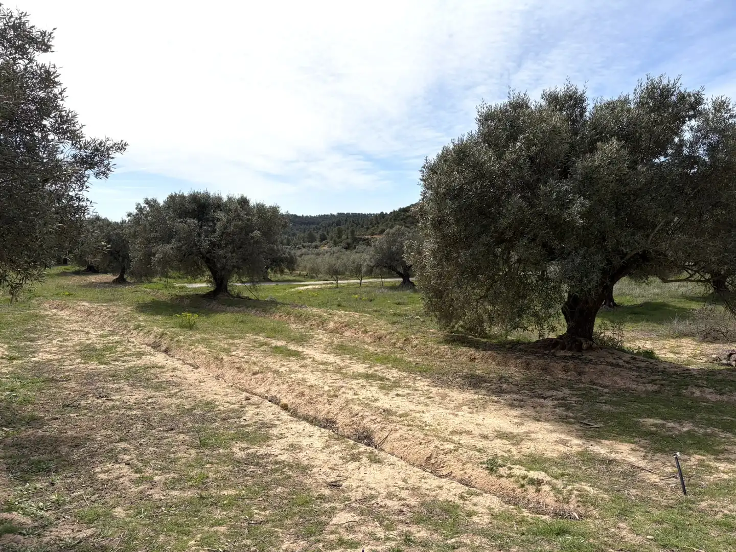 Finca rústica en venta en Flix