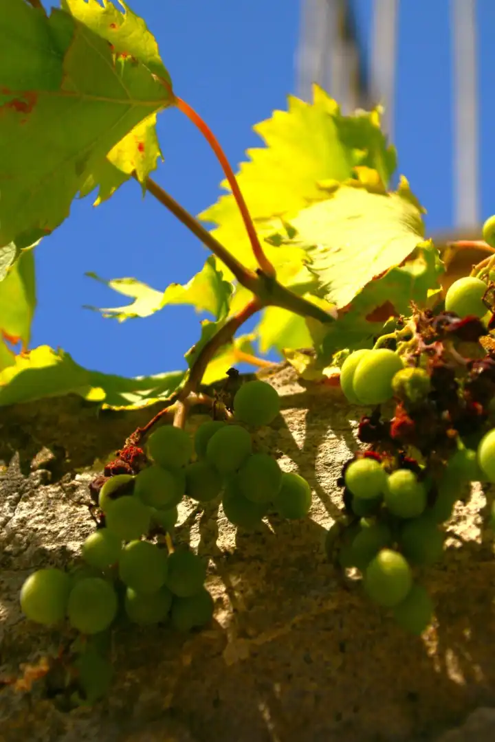 Vista exterior de Finca rústica en venta en Sant Pere Pescador con Jardín privado, Trastero y Horno