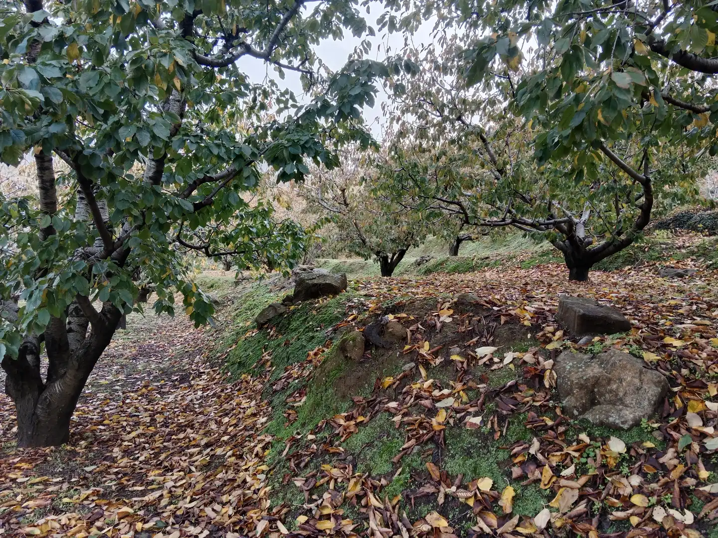 Terreni e lotti in vendita a Pasarón de la Vera, imagen 24