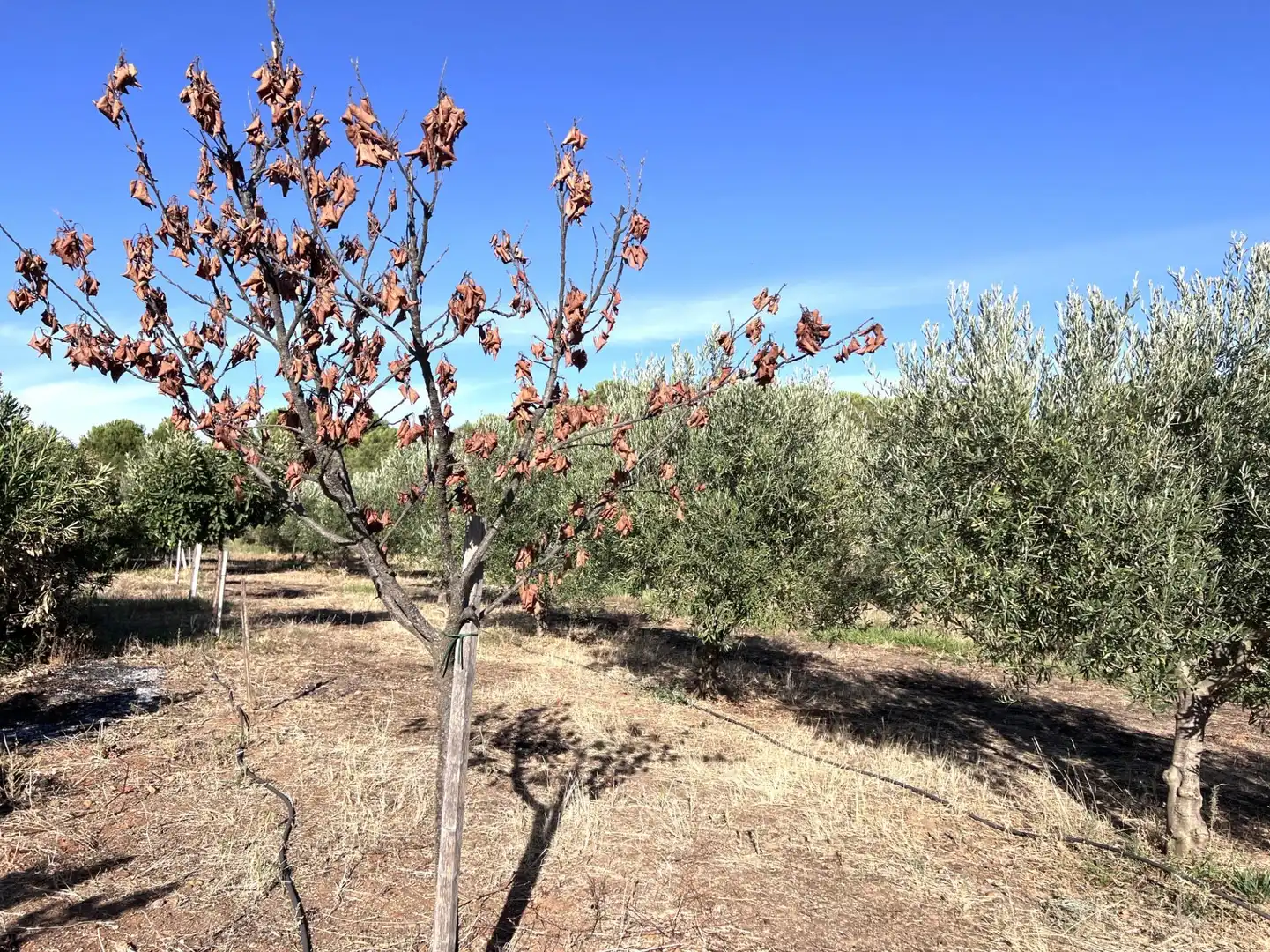 Terreni e lotti in vendita a Mengabril, imagen 17