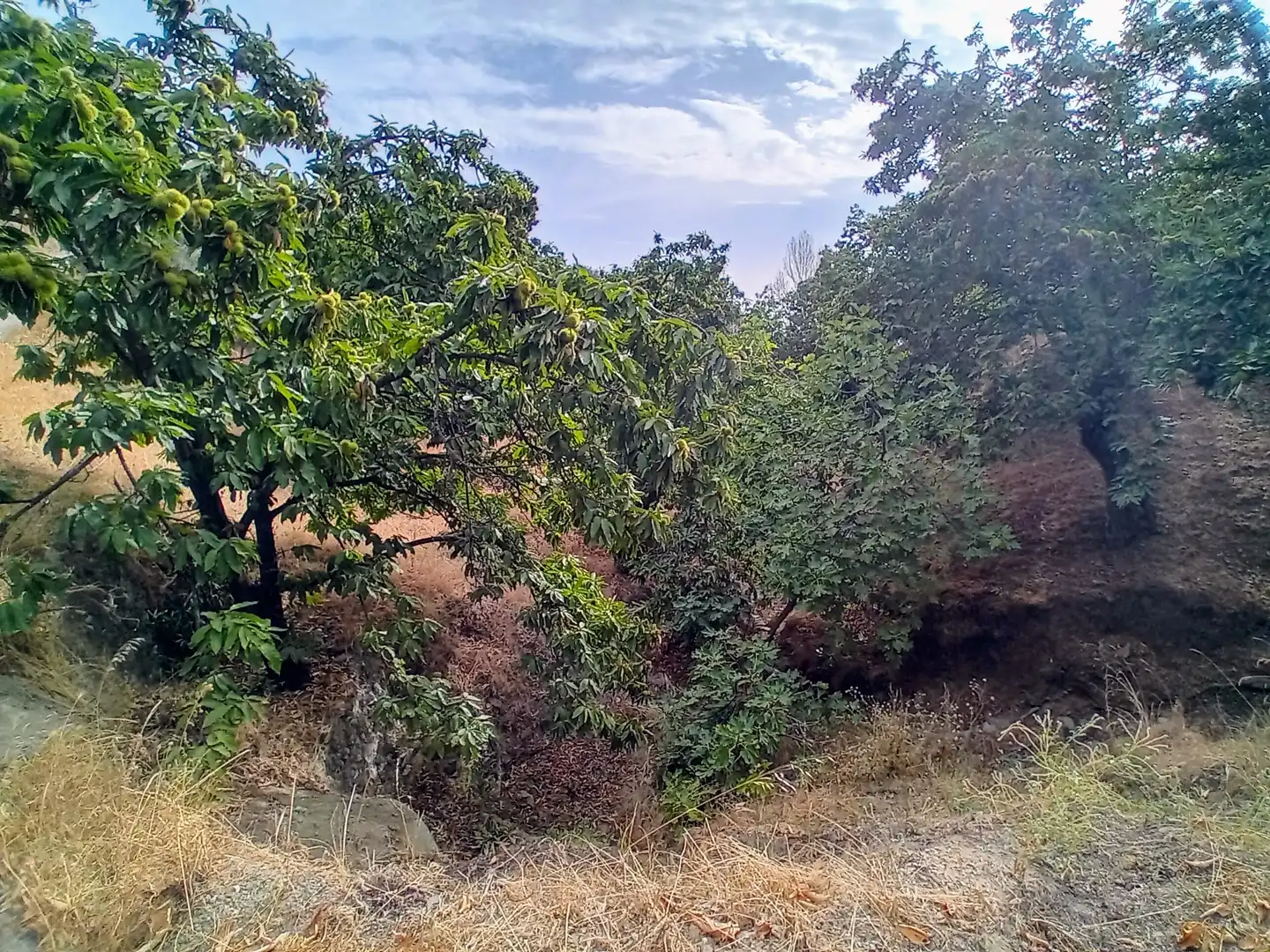 Terreno rústico en venta en Yunquera, imagen 7