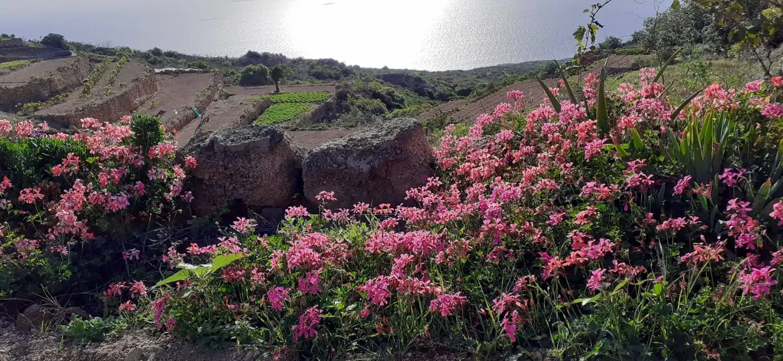 Jardí de Finca rústica en venda en Güímar amb Jardí privat, Terrassa i Moblat