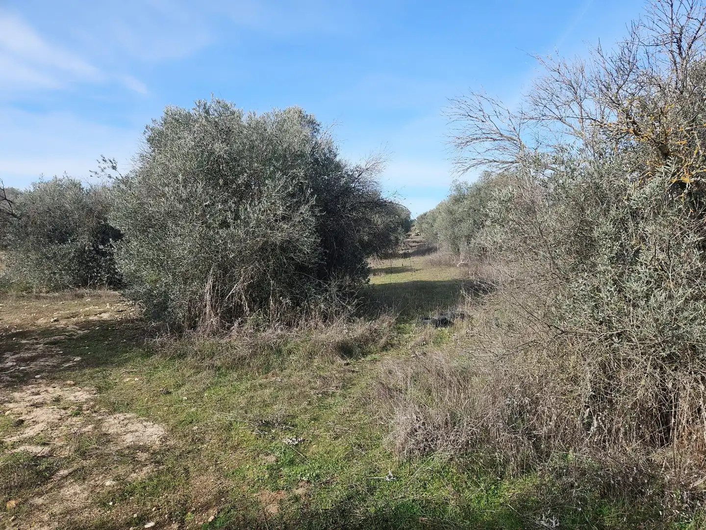 Rural land for sale in Diseminado Carril Toledano, imagen 6