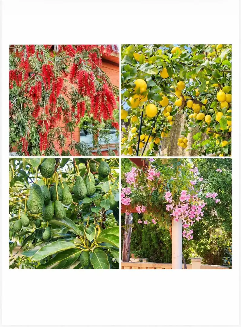 Jardí de Casa o xalet en venda en Barx, Valencia