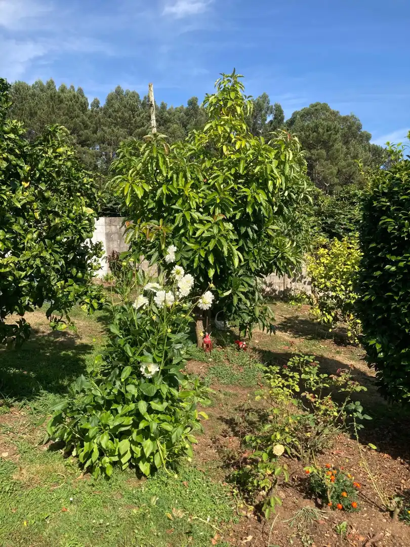Jardí de Casa o xalet en venda en Dorneda