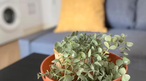 Photo 4 of Study to rent in Calle Eduardo Carvajal, Carranque - Haza Cuevas, Málaga Capital