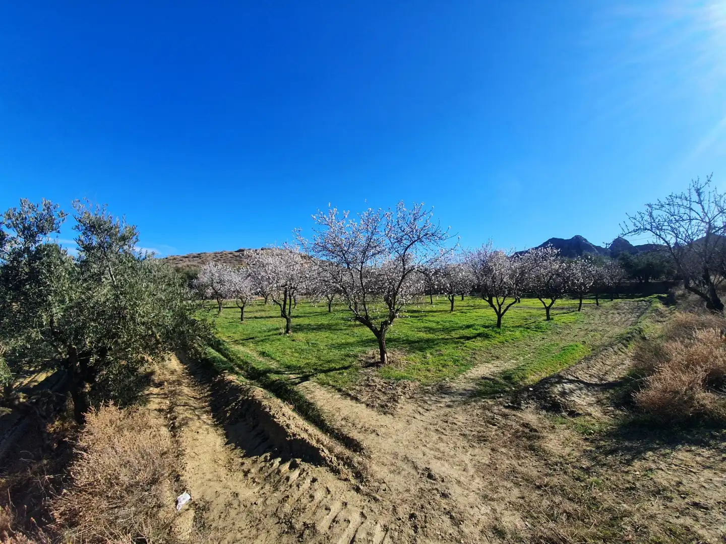 Terreni e lotti in vendita a Guadix