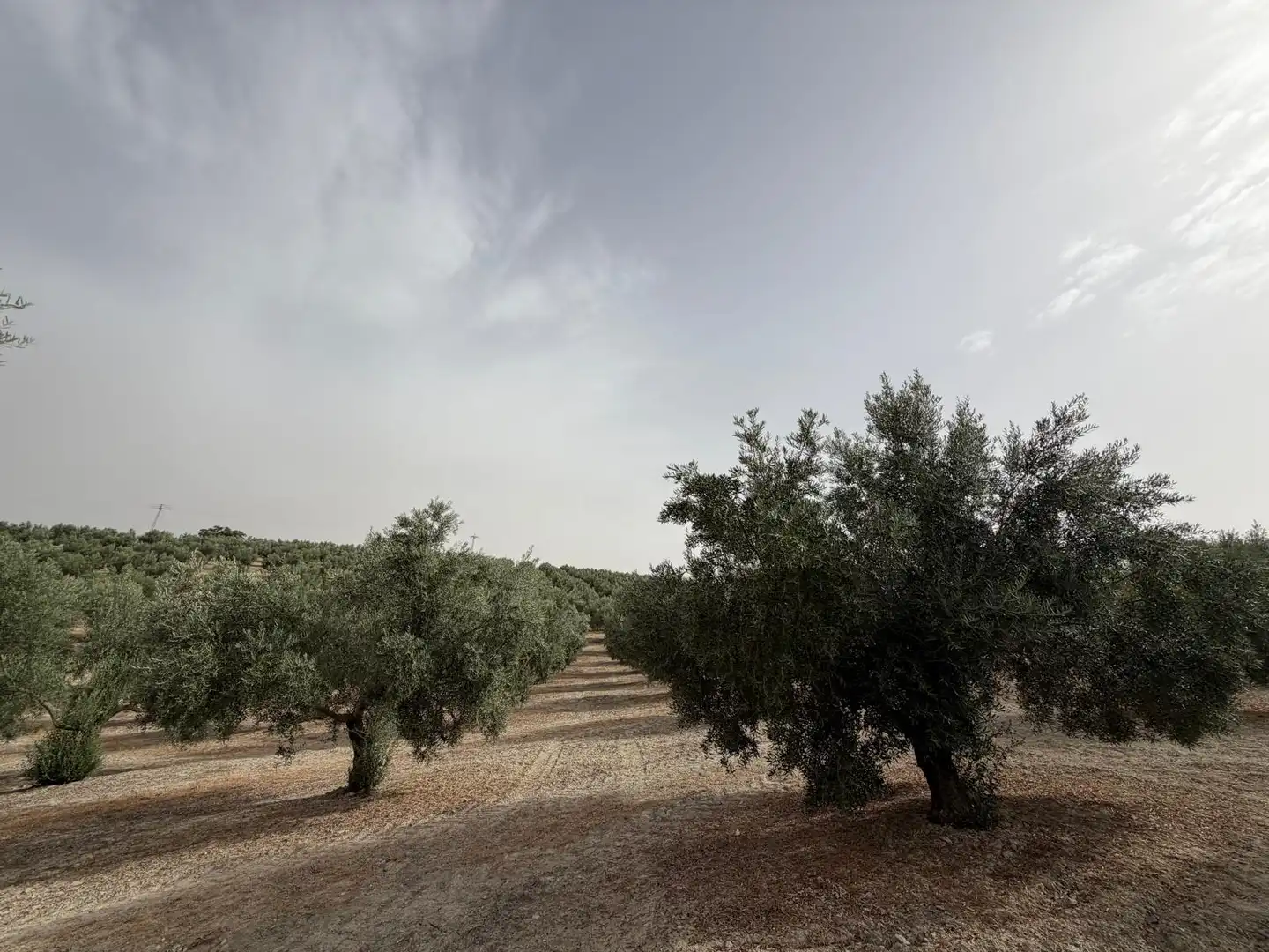 Rural land for sale in Iznalloz, imagen 8