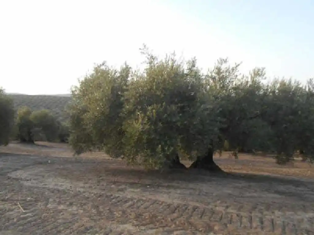 Terreni e lotti in vendita a Martos, imagen 7