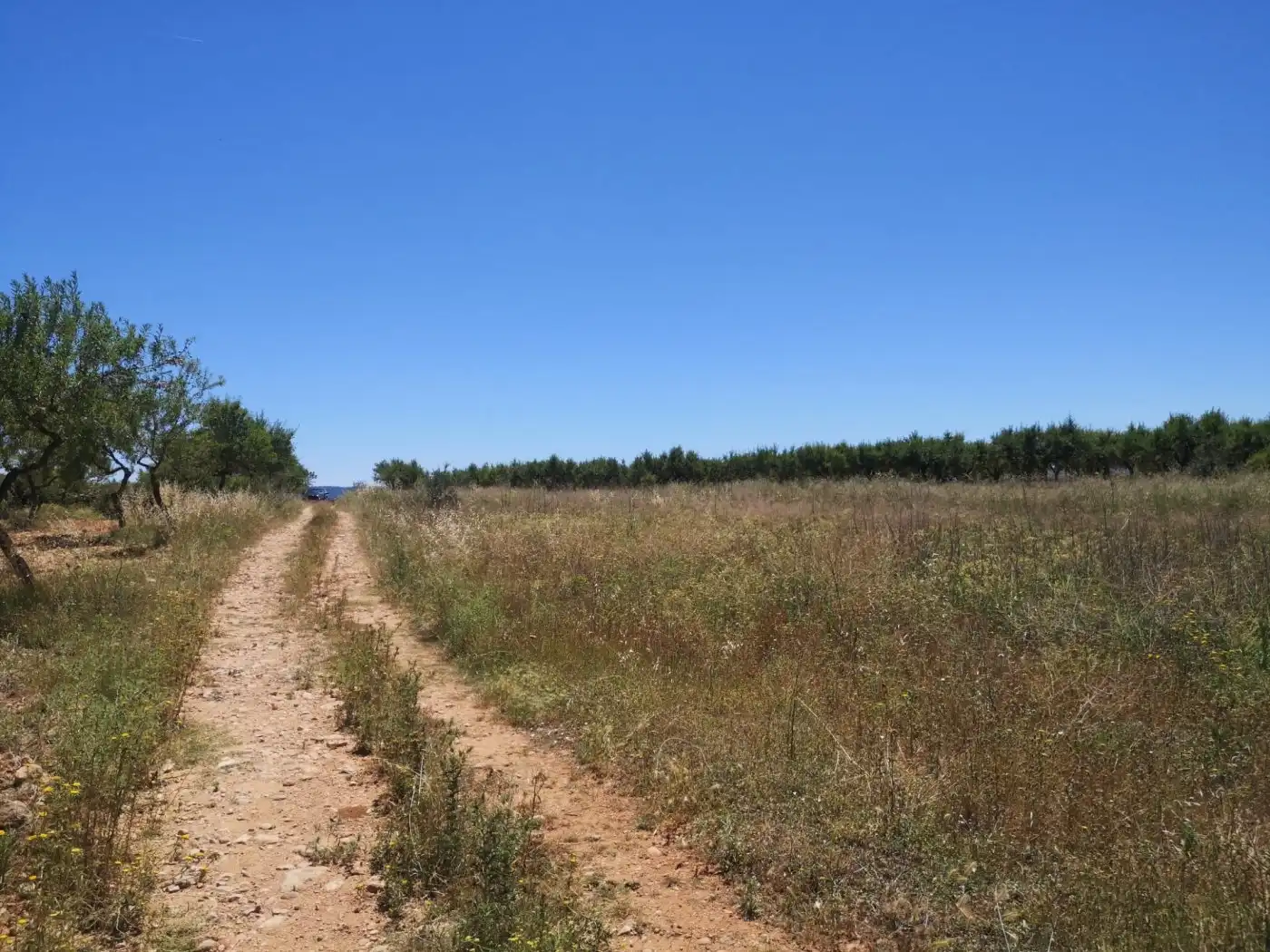 Terreny rústic en venda a Vall d'Alba, imagen 5