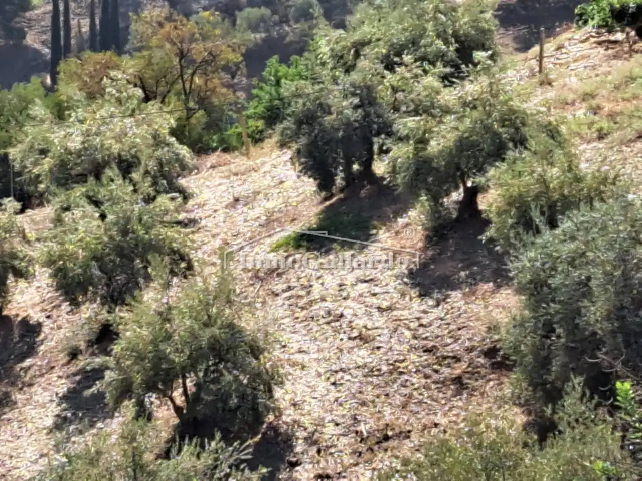 Terreni e lotti in vendita a Totalán