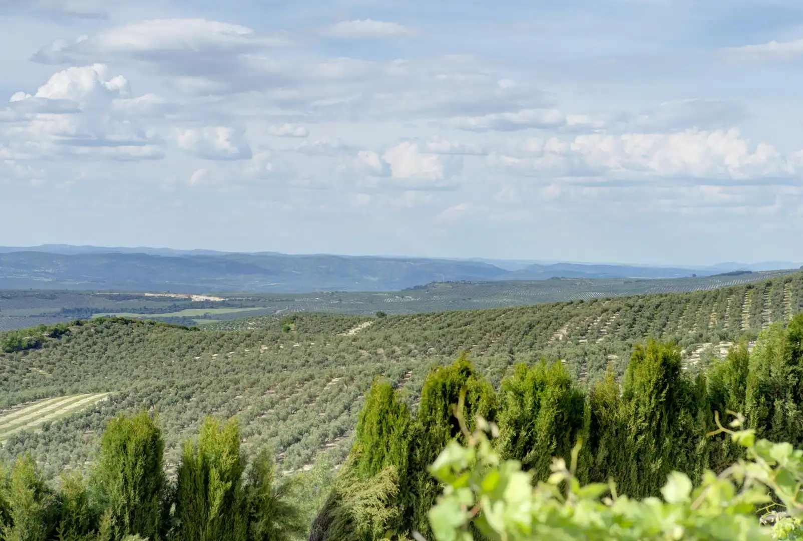Jardí de Casa o xalet en venda en Jaén amb Jardí privat, Terrassa i Piscina