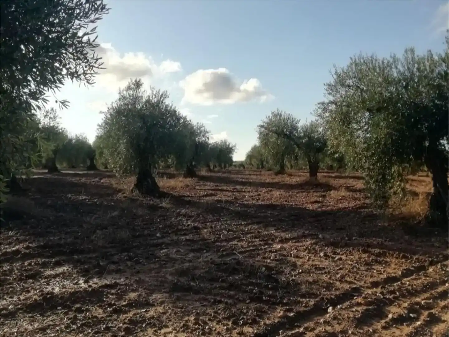 Terreno en venta en Arroyomolinos (Cáceres)