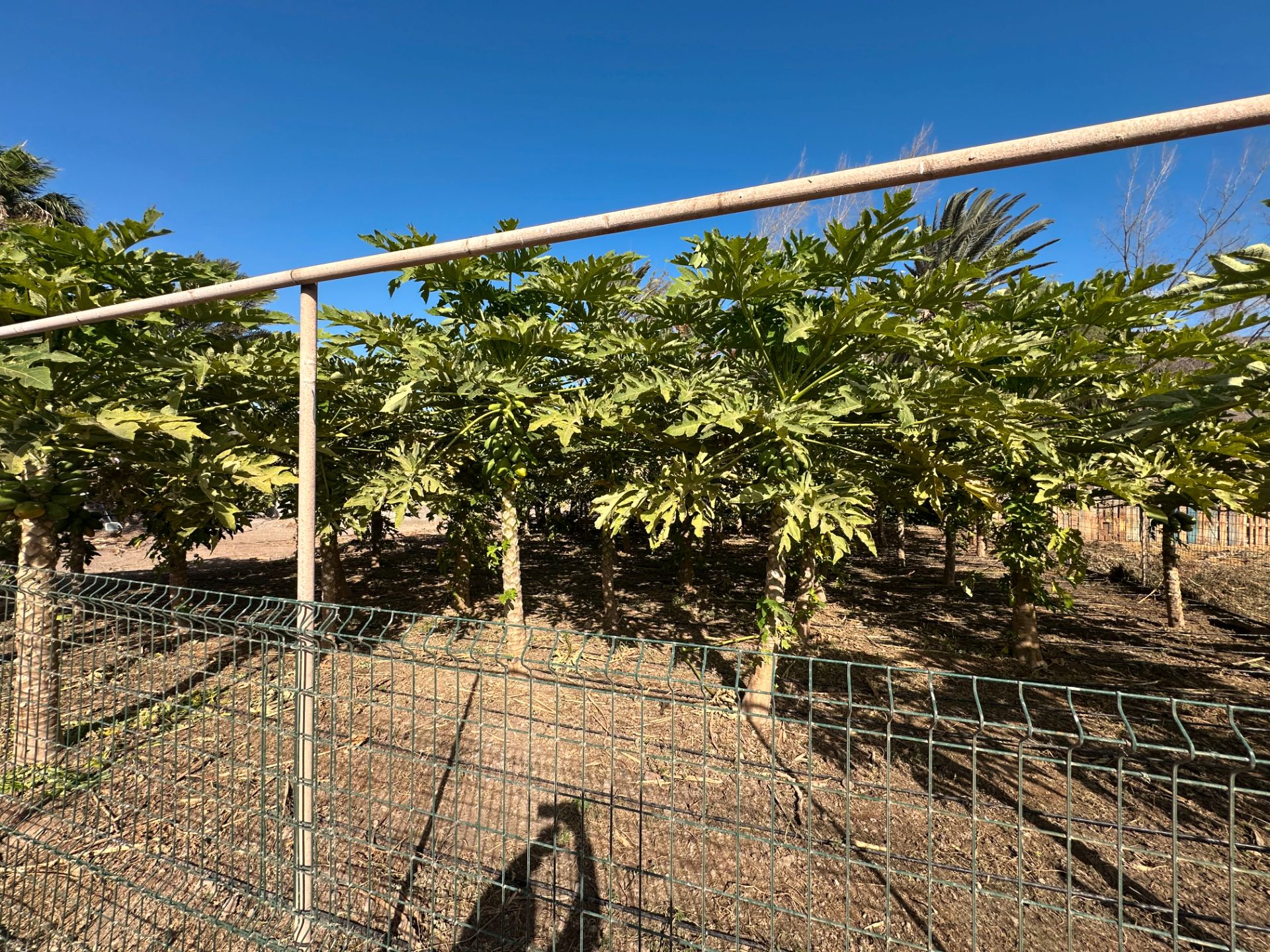 Finca rústica en venda en Pájara amb Jardí privat, Moblat i Forn
