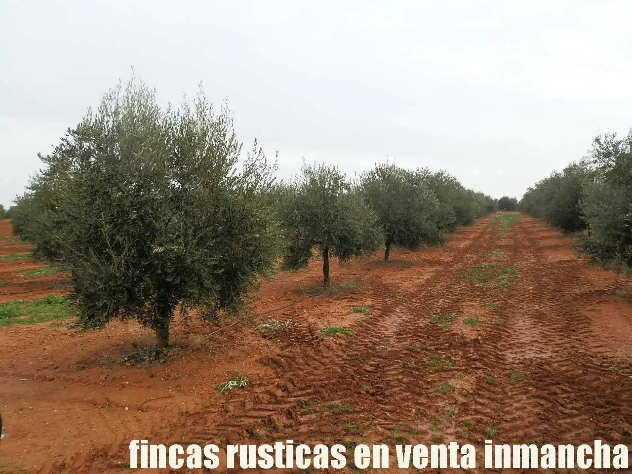 Terreno rústico en venta en Moral de Calatrava, imagen 9