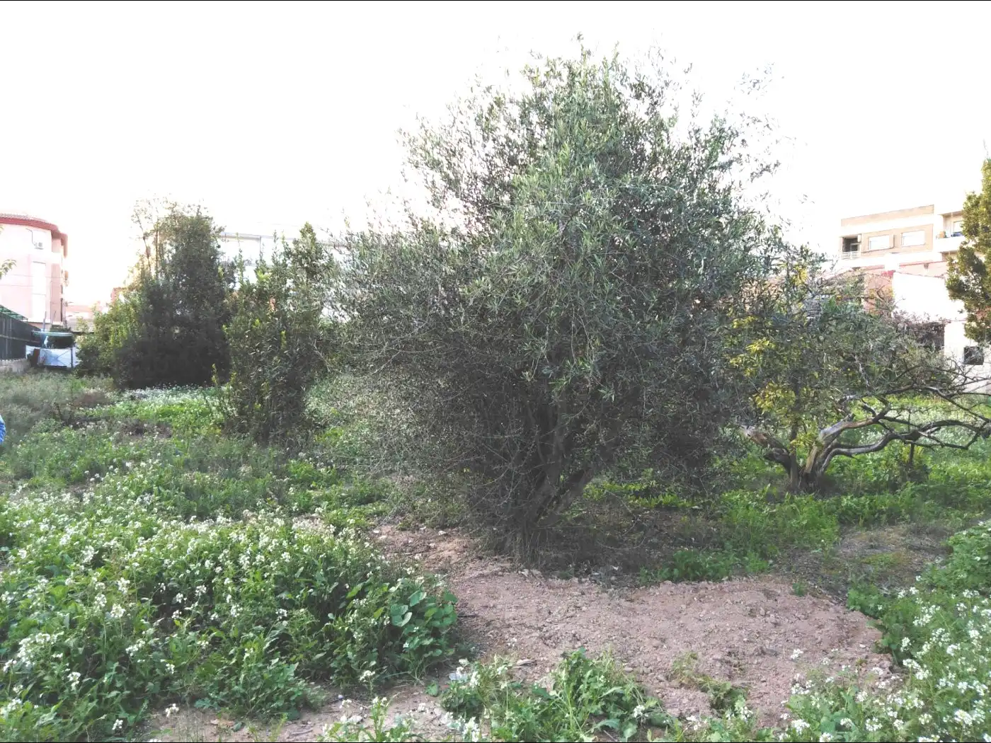 Rural land for sale in Pedanías Este