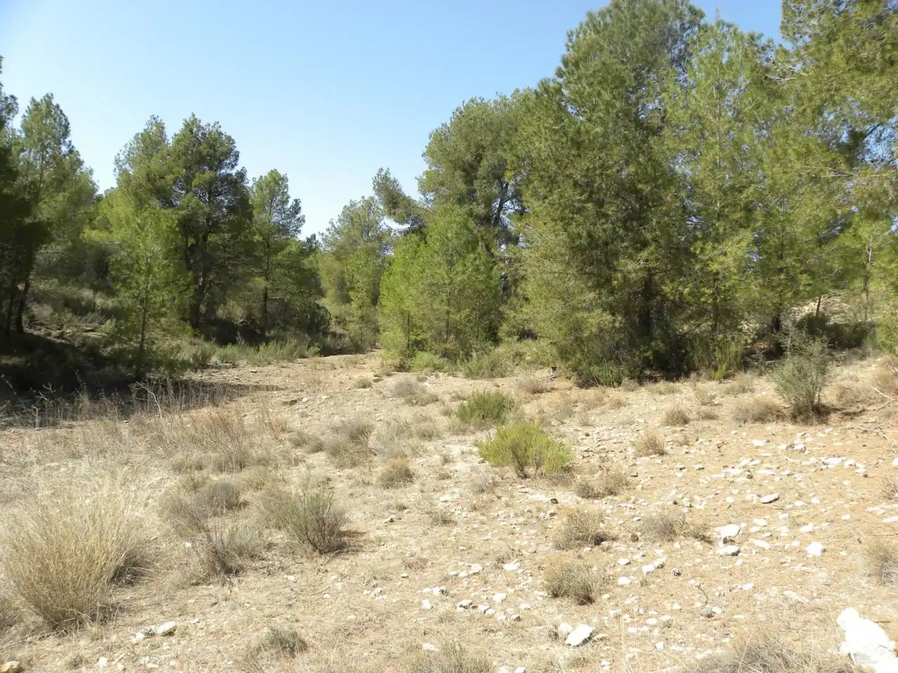 Terreno rustico in vendita a Carretera Llano de Béjar, imagen 11