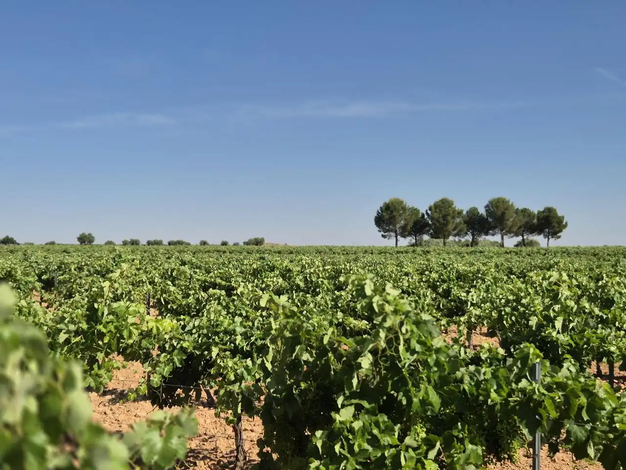 Terreno rustico in vendita a Las Colinas, imagen 10