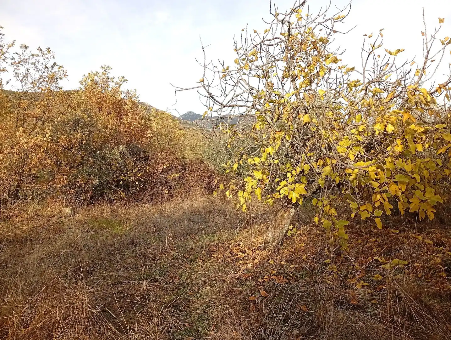 Terreni e lotti in vendita a Viandar de la Vera, imagen 54
