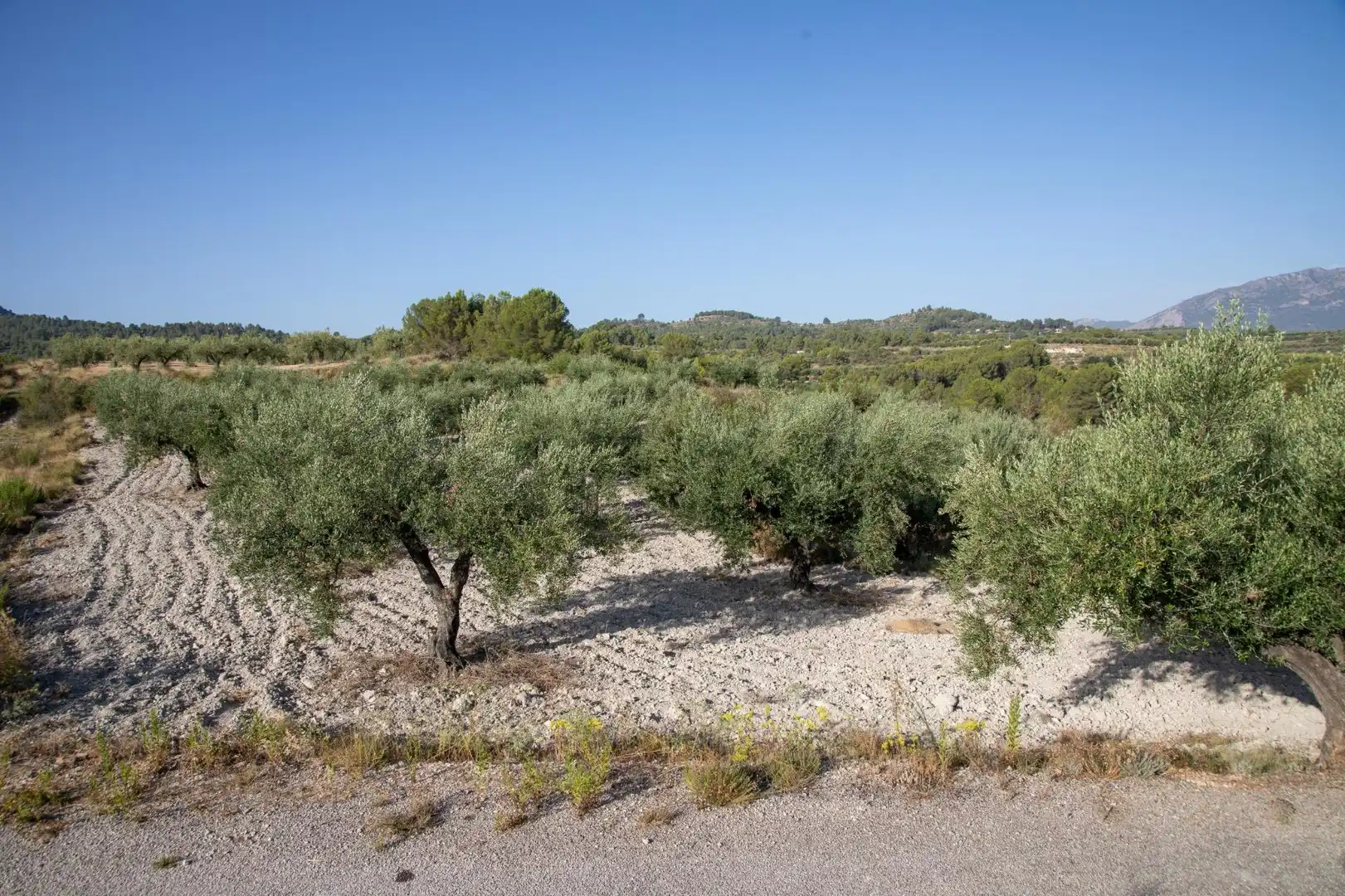 Residencial en venta en  Palma de Mallorca
