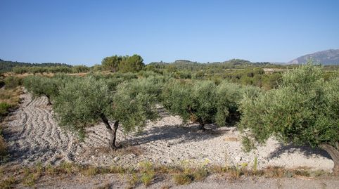 FINCA AGRICOLA EN ALMUDAINA