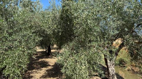 Photo 4 of Country house for sale in Alcolea,  Córdoba Capital