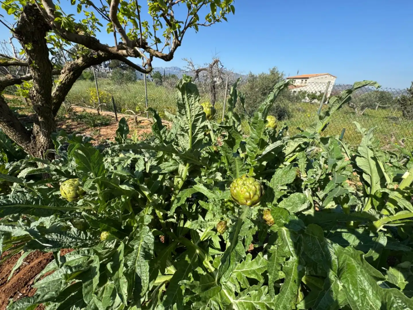 Maison rustique avec piscine à vendre à Benissa pueblo, imagen 14