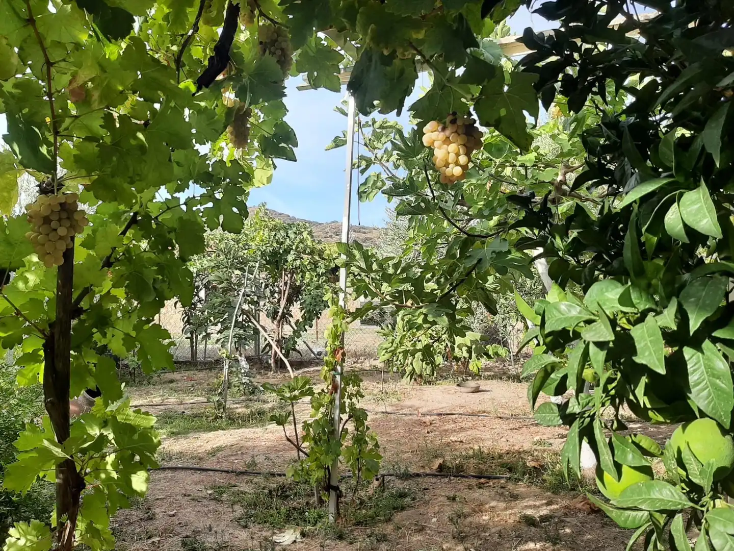 Jardín de Casa o chalet en venta en Torre de Santa María con Terraza