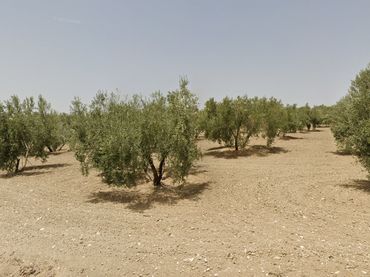 Terreny rústic en venda a Mengíbar