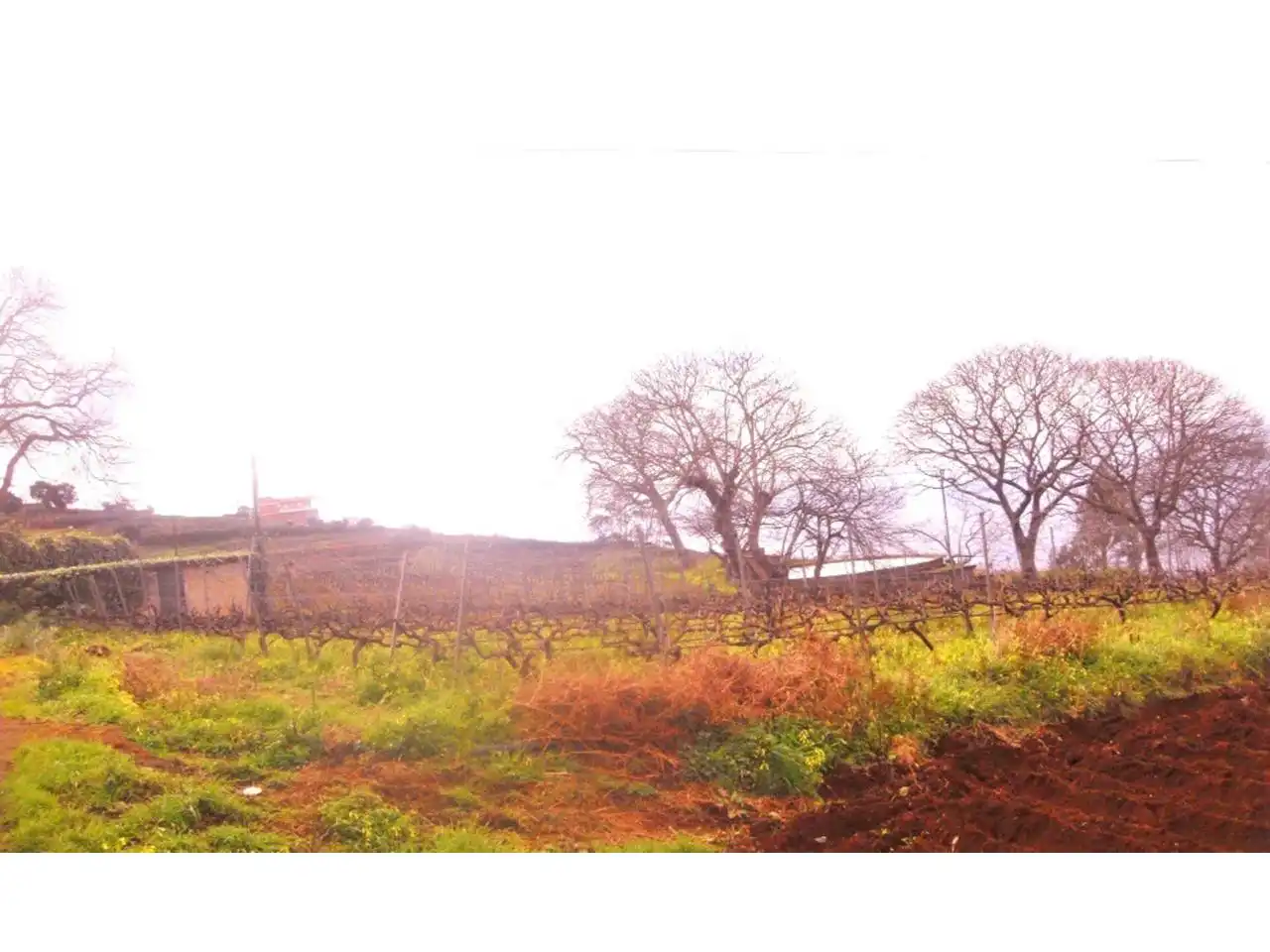 Finca rústica en venta en El Sauzal con Jardín privado