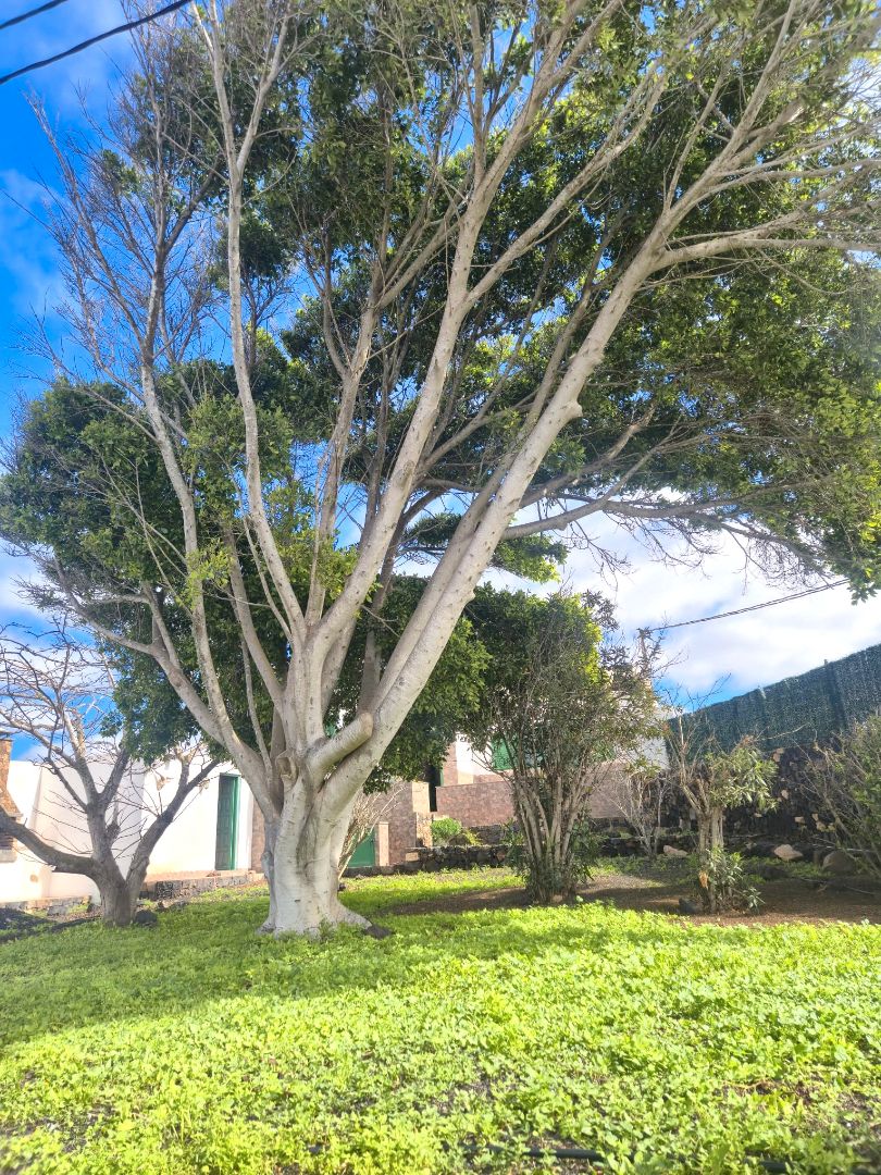 Casa o xalet en venda a Calle Antoñita Melian, 8, La Oliva pueblo